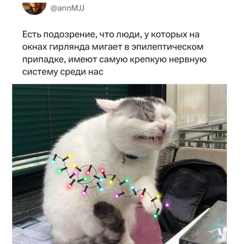 Создать мем: кот, кошка с волосами мем, кот нир