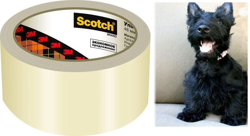 Create meme: scotch terrier dog, Terrier , scotch terrier