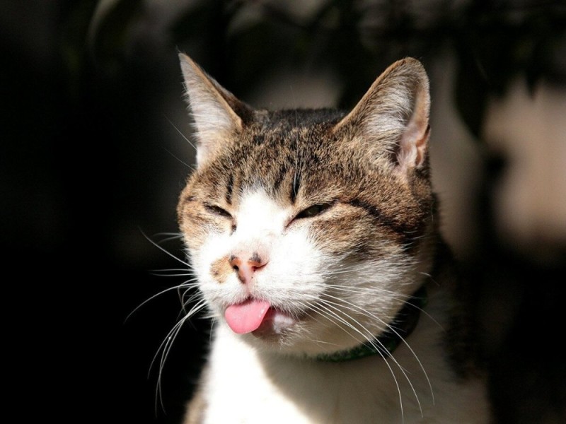 Создать мем: хитрый кот, кот показывает язык, кот смешной