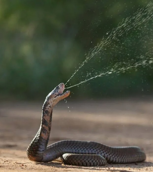 Create meme: The cobra spits venom, A large brown spitting cobra, The king cobra spits venom