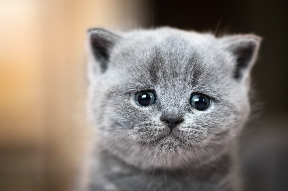 Create meme: sad kitty, beautiful grey kittens, British kitten grey