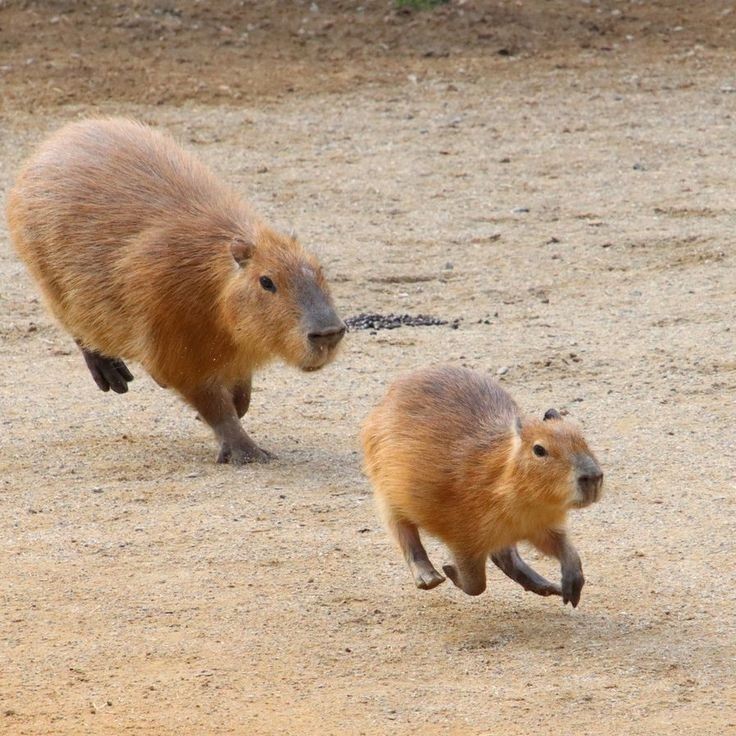 Create meme: big capybara guinea pig, a pet capybara, rodent capybara
