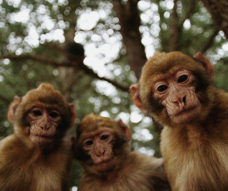 Create meme: orangutan monkey, a herd of monkeys, three monkeys