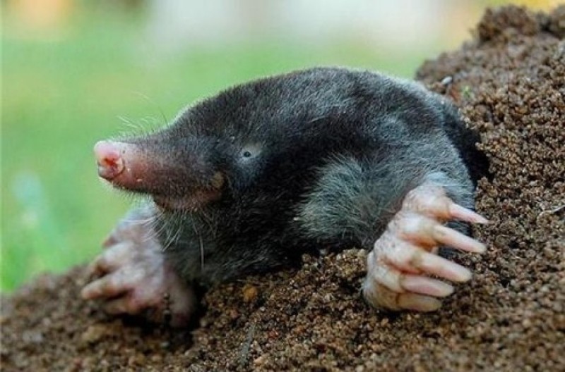 Create meme: mole blind eyes, marsupial mole, the little mole