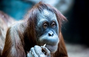 Create meme: orangutans