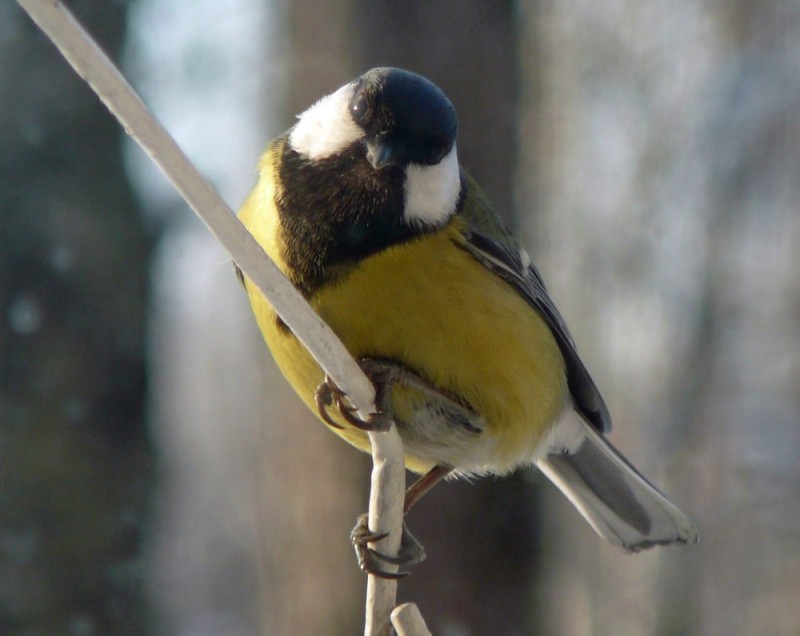 Create meme: photo of a tit, bird chickadee, tit lazorevka