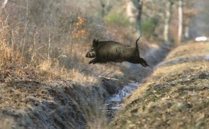 Create meme: hunting regulations, hunting, wild boar