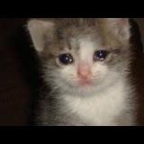 Create meme: crying cat, sad cat meme, kitten tears