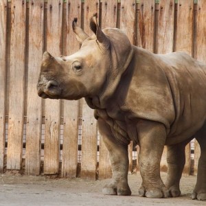 Создать мем: носорог мр, носорог большой, носорог в киевском зоопарке