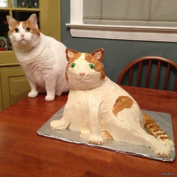 Create meme: kitty cake, fat cat , fat cats