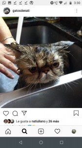 Создать мем: кисяндра, мокрая кошка картинки, kedi