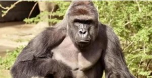 Create meme: the male gorilla, Western gorilla, gorilla harambe
