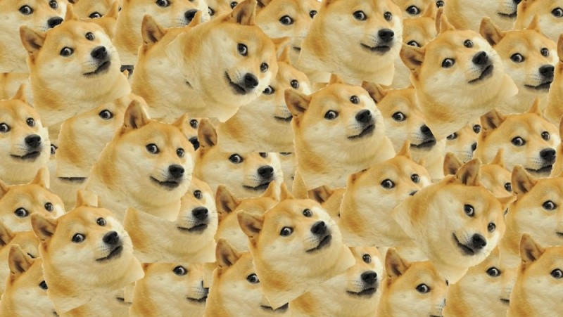 Create meme: Shiba inu doggie, dogecoin coin, doge dog breed