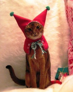 Создать мем: новогодний костюм для кота, одежда для котов, костюм для кота