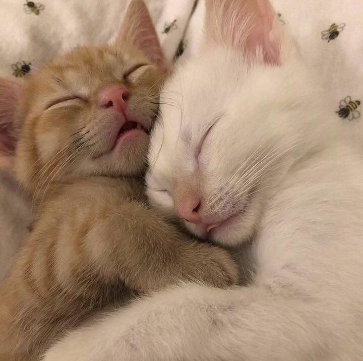Создать мем: очаровательные котята, котики спят в обнимку, спящий котенок