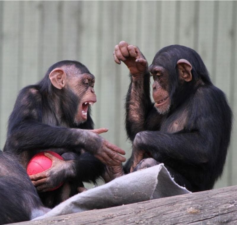Создать мем: две шимпанзе, шимпанзе нгого, шимпанзе