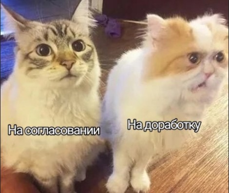 Создать мем: поддерживающие мемы с котиками, топ мемы с котом, недовольный котик