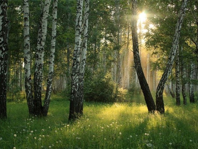 Create meme: birch grove, birch grove edge, A July morning in the forest