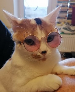 Создать мем: котик в розовых очках, милый котик, кот
