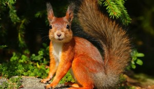 Create meme: squirrel forest, a beautiful squirrel, protein