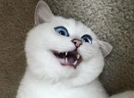 Создать мем: белая британская кошка, коби порода кошек, коты коби