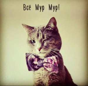 Create meme: kotik, cat, instagram