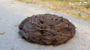 Create meme: cow dung