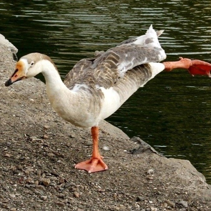 Create meme: goose , the goose is beautiful, a large grey goose