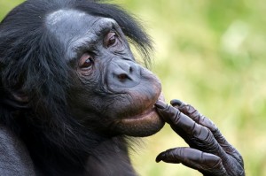 Создать мем: шимпанзе самое умное животное, обезьянки бонобо, бонобо обезьяна
