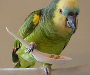 Create meme: parrot