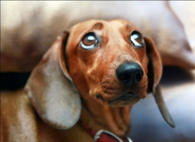 Create meme: dog Dachshund, Dachshund , Dachshund breed