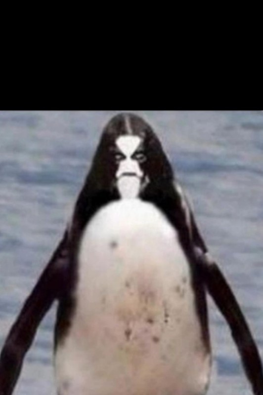 Create meme: penguin , The black penguin, penguin 