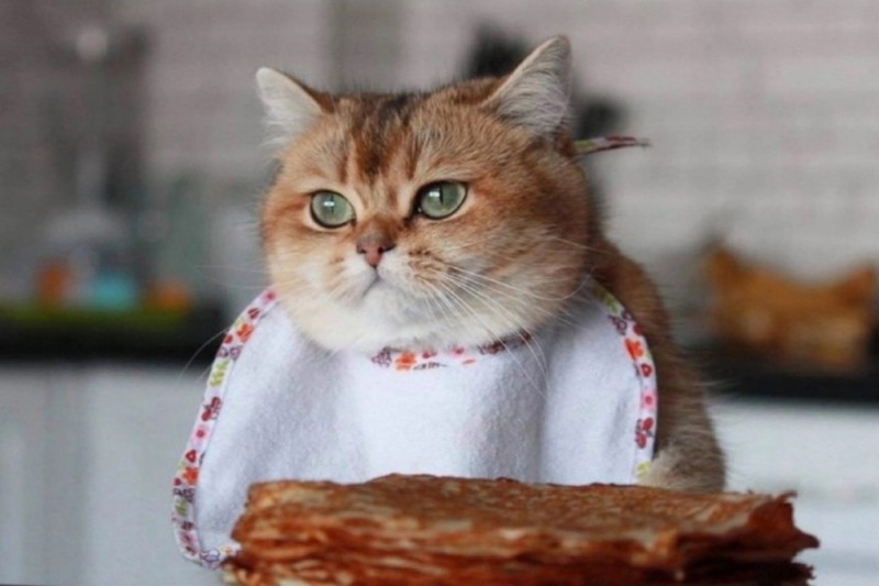 Create meme: cat pancakes, cats and pancakes, Shrovetide cat