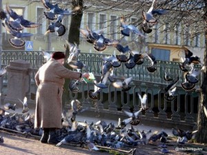 Create meme: meme pigeon, pigeon, the old lady in the Park feeding the pigeons a loaf of crumbling on the asphalt throwing