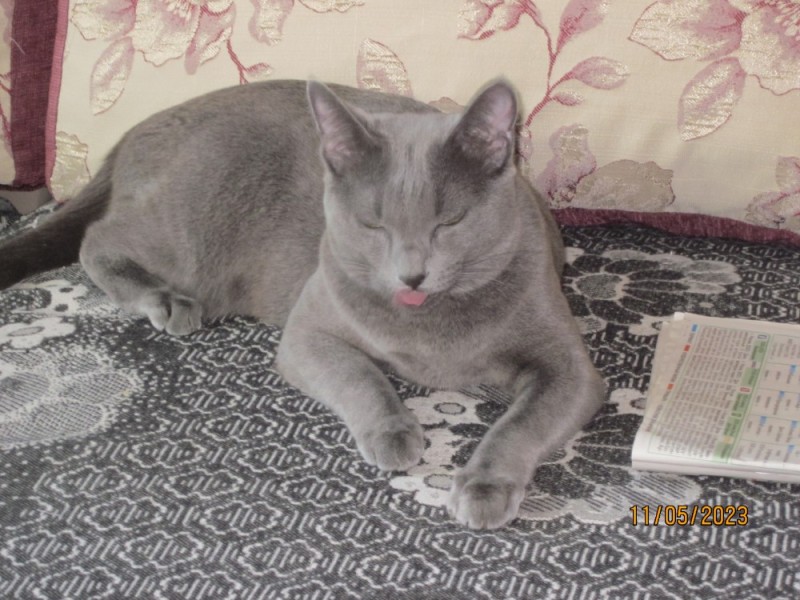 Создать мем: русская голубая кошка, коты, британская короткошёрстная кошка