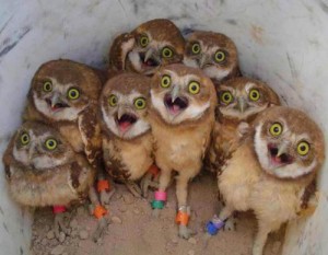 Create meme: Screaming owlets 