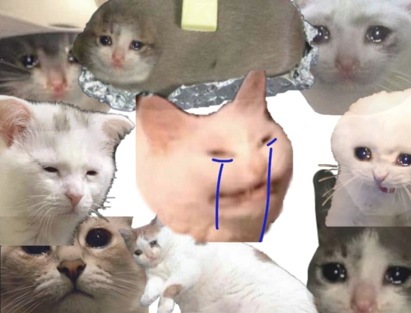 Create meme: meme cat , cat crying meme, memes with cats 