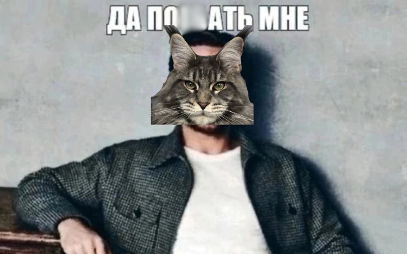 Create meme: the cat in the jacket, cat , Ryan Gosling 