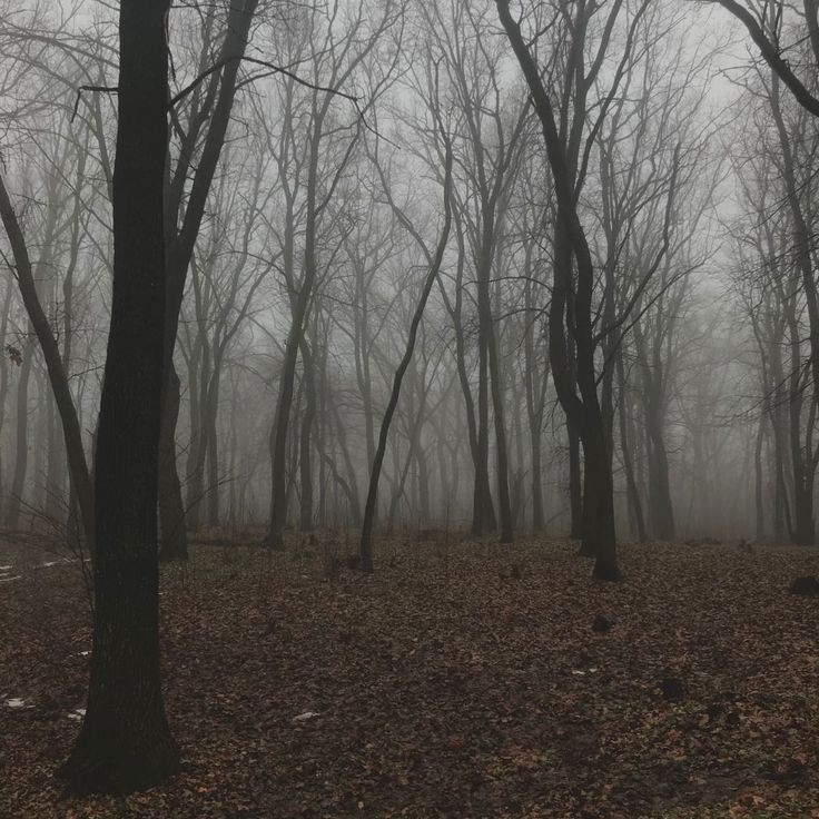 Create meme: misty forest, dark forest, forest misty