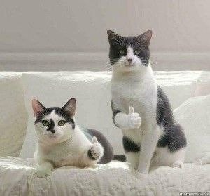 Создать мем: котик, кот показывает большой палец, коты