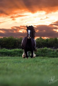 Create meme: horse, friesian horse, horse