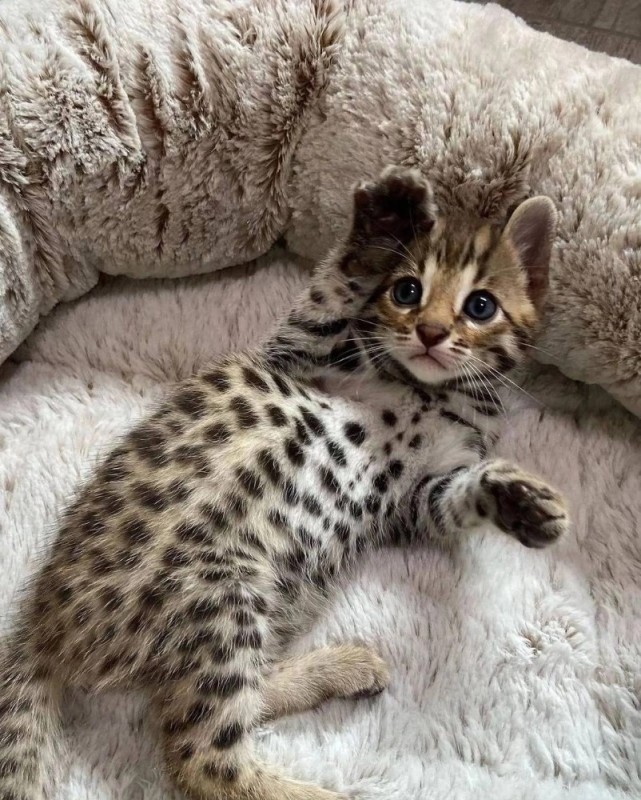 Создать мем: котёнок бенгальской породы, азиатская леопардовая кошка, бенгальская кошка