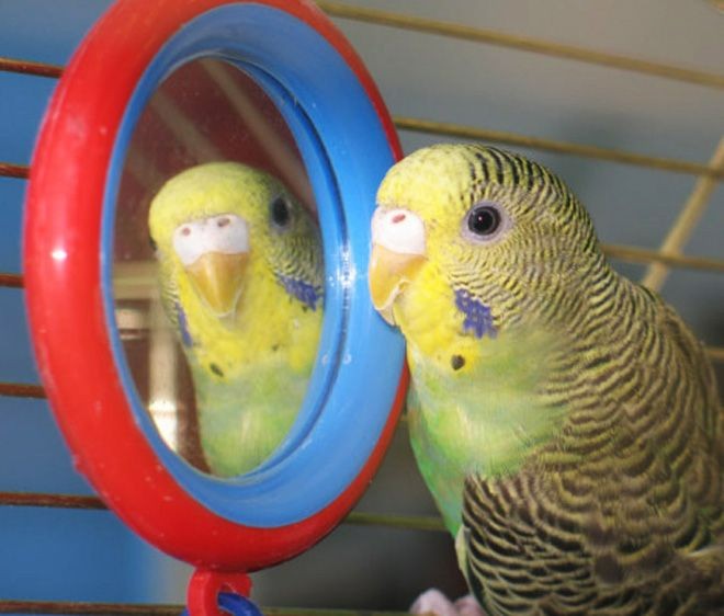 Создать мем: попугай волнистый зеленый, попугай клетка, волнистый попугайчик зеленый