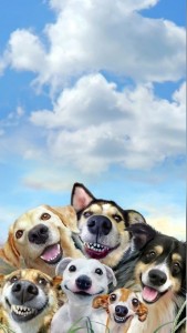 Create meme: happy dog, funny dog