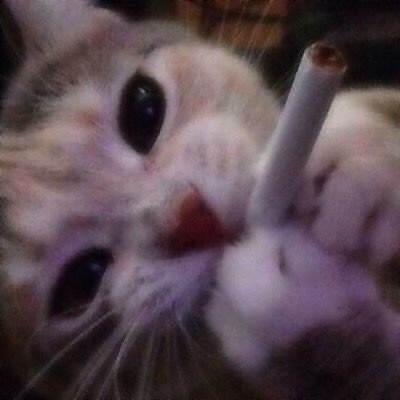 Create meme: The smoking cat, cat with a cigarette, smoking cats