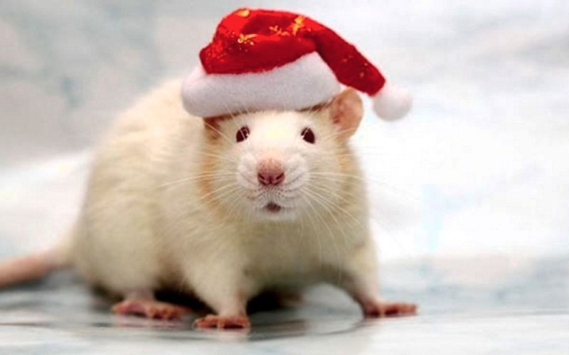 Создать мем: кто крысятину ел на новый год, белая крыса, с новым годом крысы
