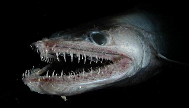 Создать мем: самые страшные морские чудовища, страшные рыбы, backrooms level 7