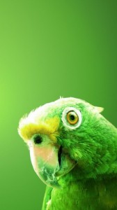 Создать мем: parakeet, beautiful birds, фон птицы