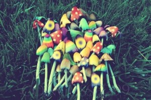 Create meme: LSD mushrooms pictures, hallucinogenic mushrooms Wallpaper, mushrooms psychedelic Psilocybe
