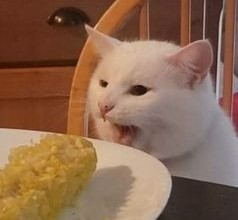 Create meme: memes with a cat at the table, the cat from the meme at the table, funny cats